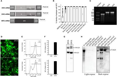 Design and preclinical evaluation of a universal SARS-CoV-2 mRNA vaccine